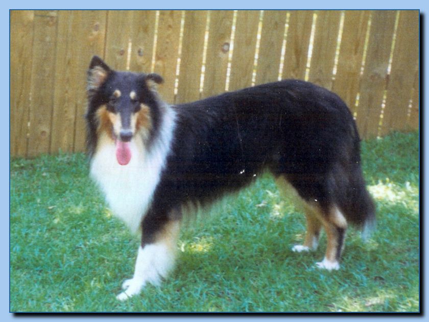 2-10  animal portrait-archive-0002